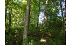 Property photo 6 - 75.5 Acres Offered in 5 Tracts